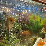Sea Horse 3* Бургас