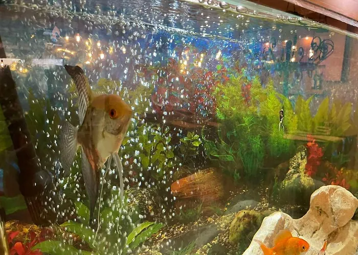 Sea Horse 3* Μπουργκάς